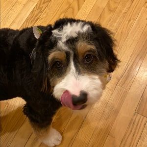 Meet your Posher, Nikki